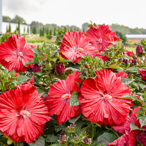 Garnet Globes Hardy Hibiscus