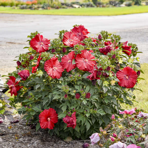 Garnet Globes Hardy Hibiscus