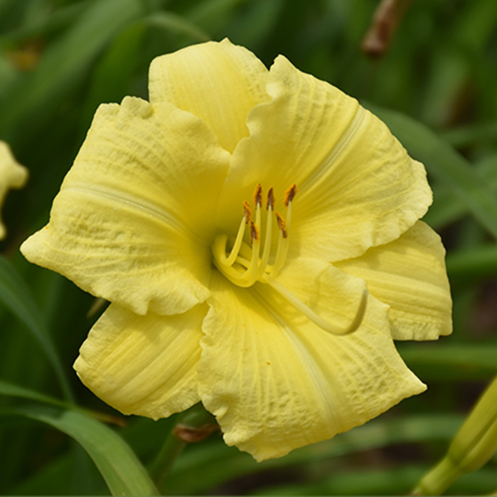 Going Bananas Daylily
