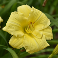 Going Bananas Daylily