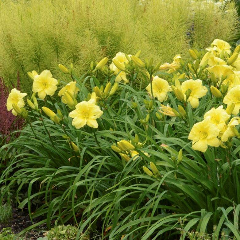 Going Bananas Daylily