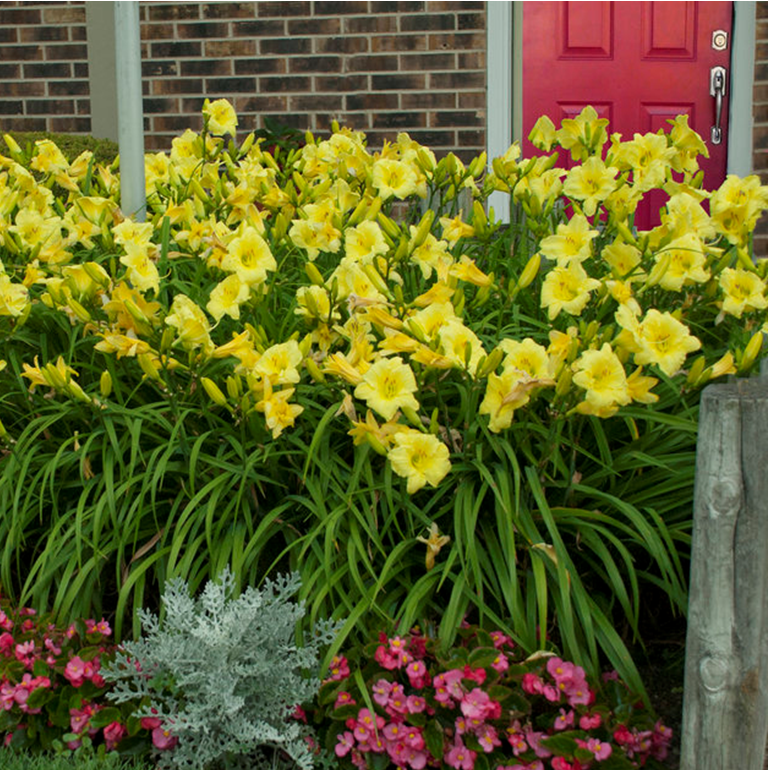 Going Bananas Daylily