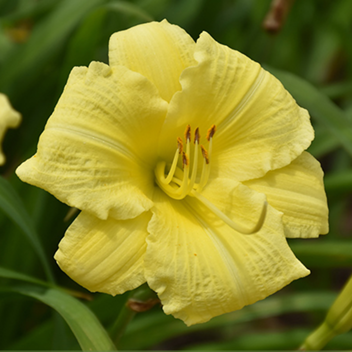 Tropical Daylily Collection