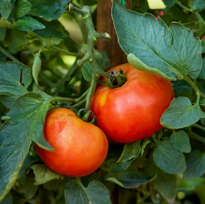 Grandma Harrison's Early Bird Tomato