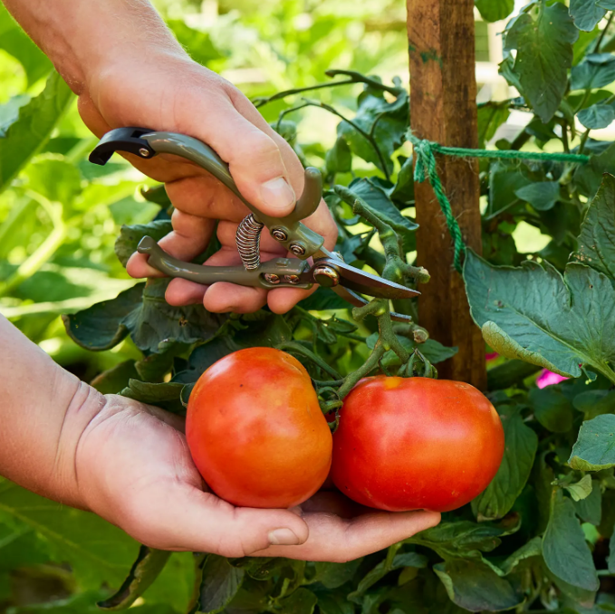 Grandma Harrison's Early Bird Tomato