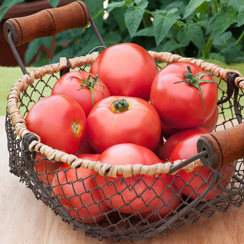Grandma Harrison's Early Bird Tomato