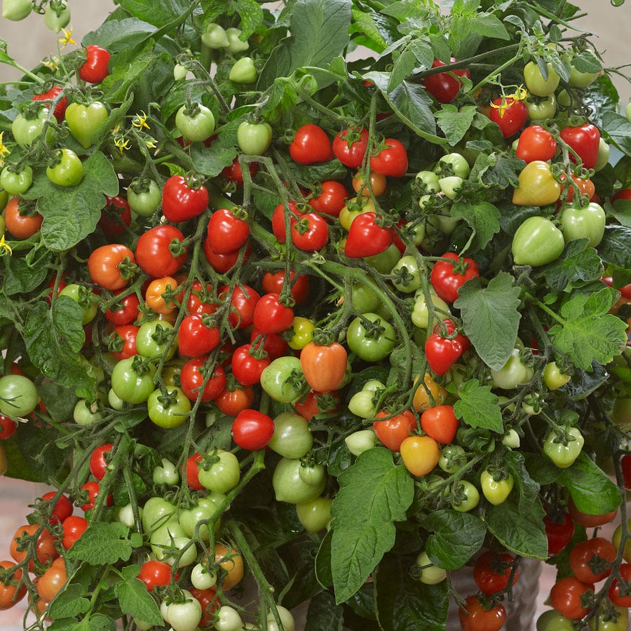 Heartbreaker Tomato Hanging Basket