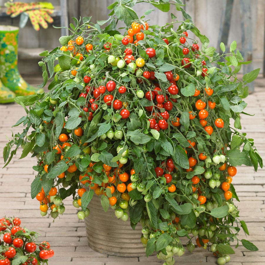 Heartbreaker Tomato Hanging Basket
