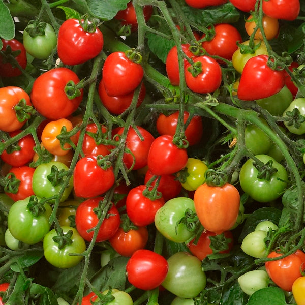 Heartbreaker Tomato Hanging Basket