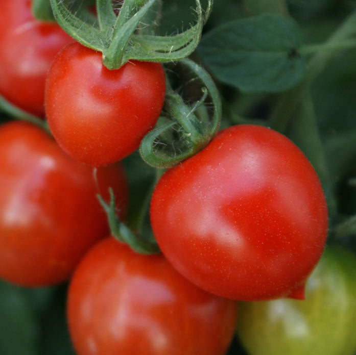 Heartbreaker Tomato Hanging Basket