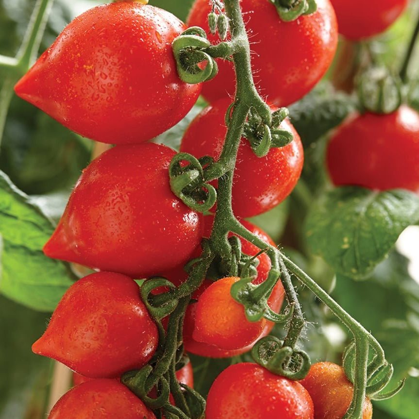 Heartbreaker Tomato Hanging Basket
