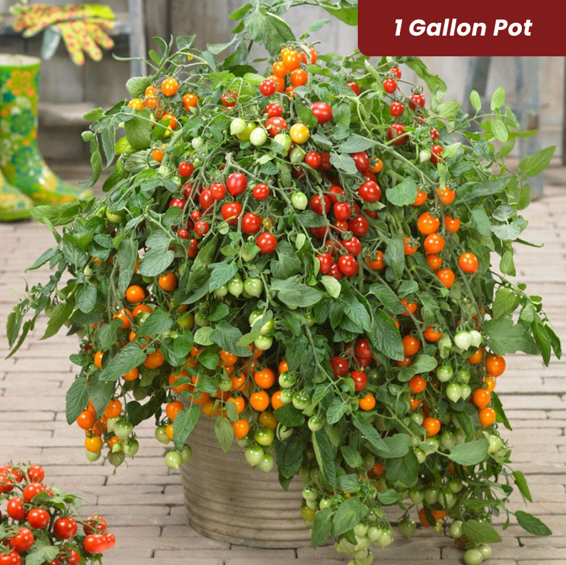 Heartbreaker Tomato 1 Gallon Pot