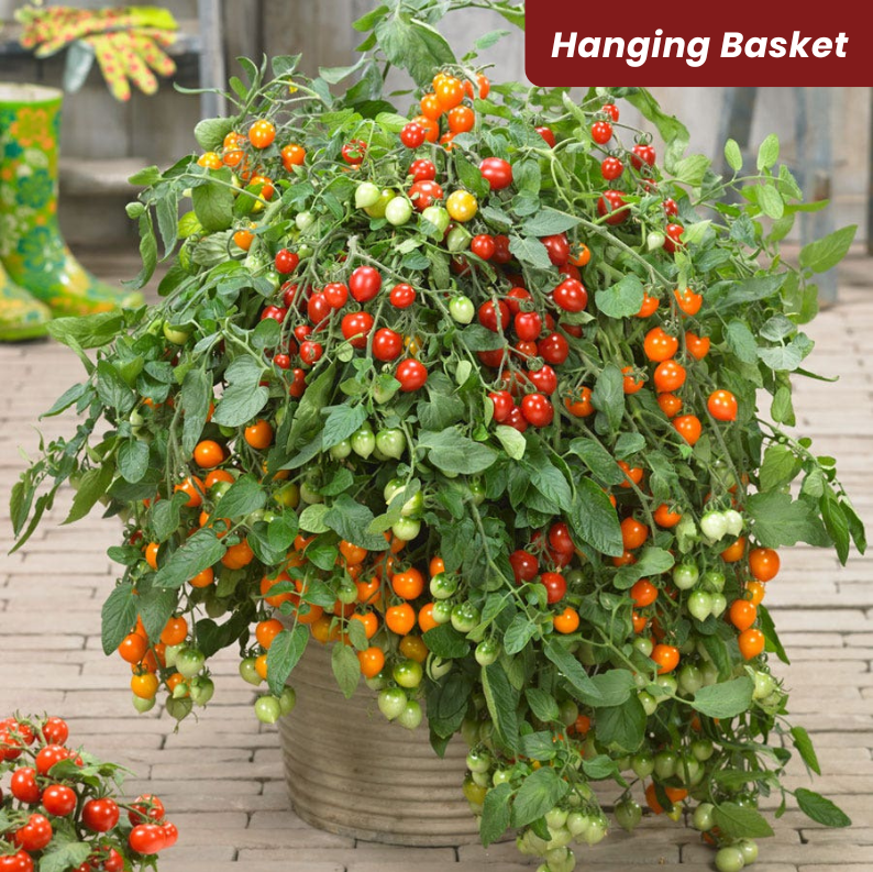 Heartbreaker Tomato Hanging Basket