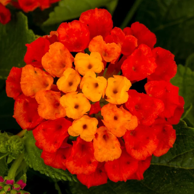 Hot Blooded Red Lantana
