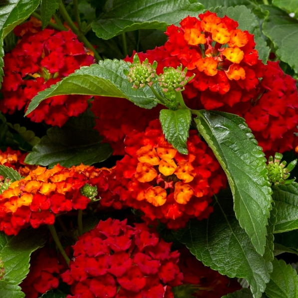 Hot Blooded Red Lantana