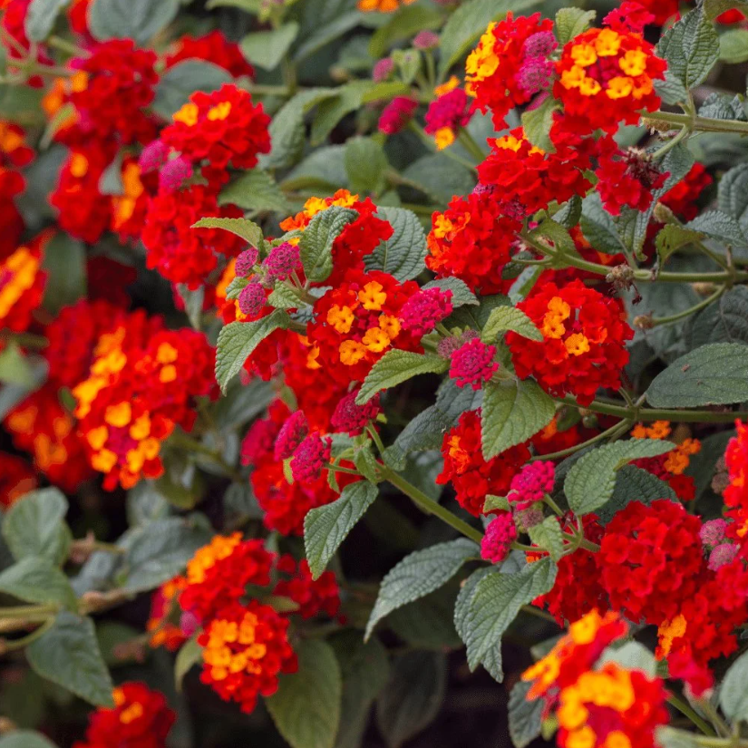 Hot Blooded Red Lantana