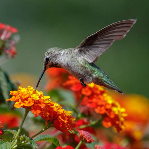 Hot Blooded Red Lantana