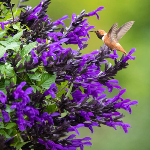 Hummingbird Falls Salvia
