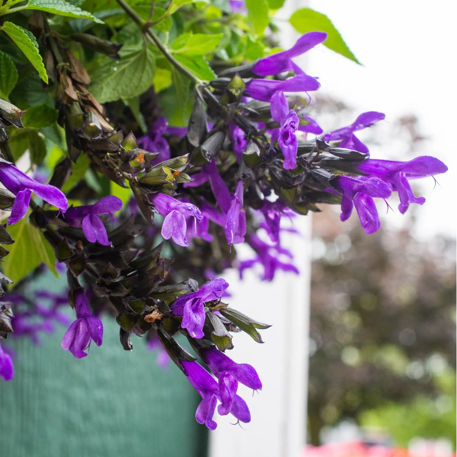 Hummingbird Falls Salvia