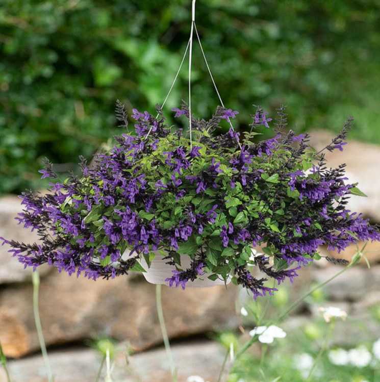 Hummingbird Falls Salvia