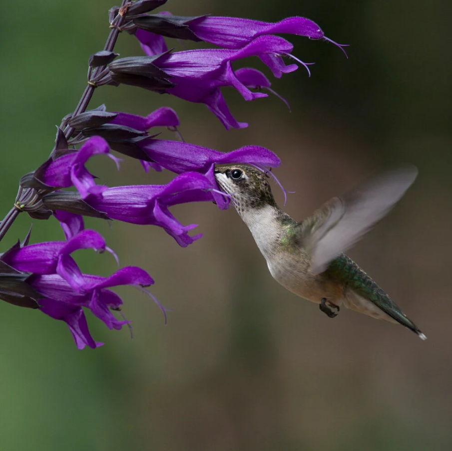 Hummingbird Falls Salvia