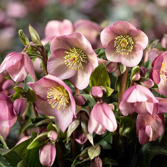 HGC® Ice Breaker® Bonny Hellebore