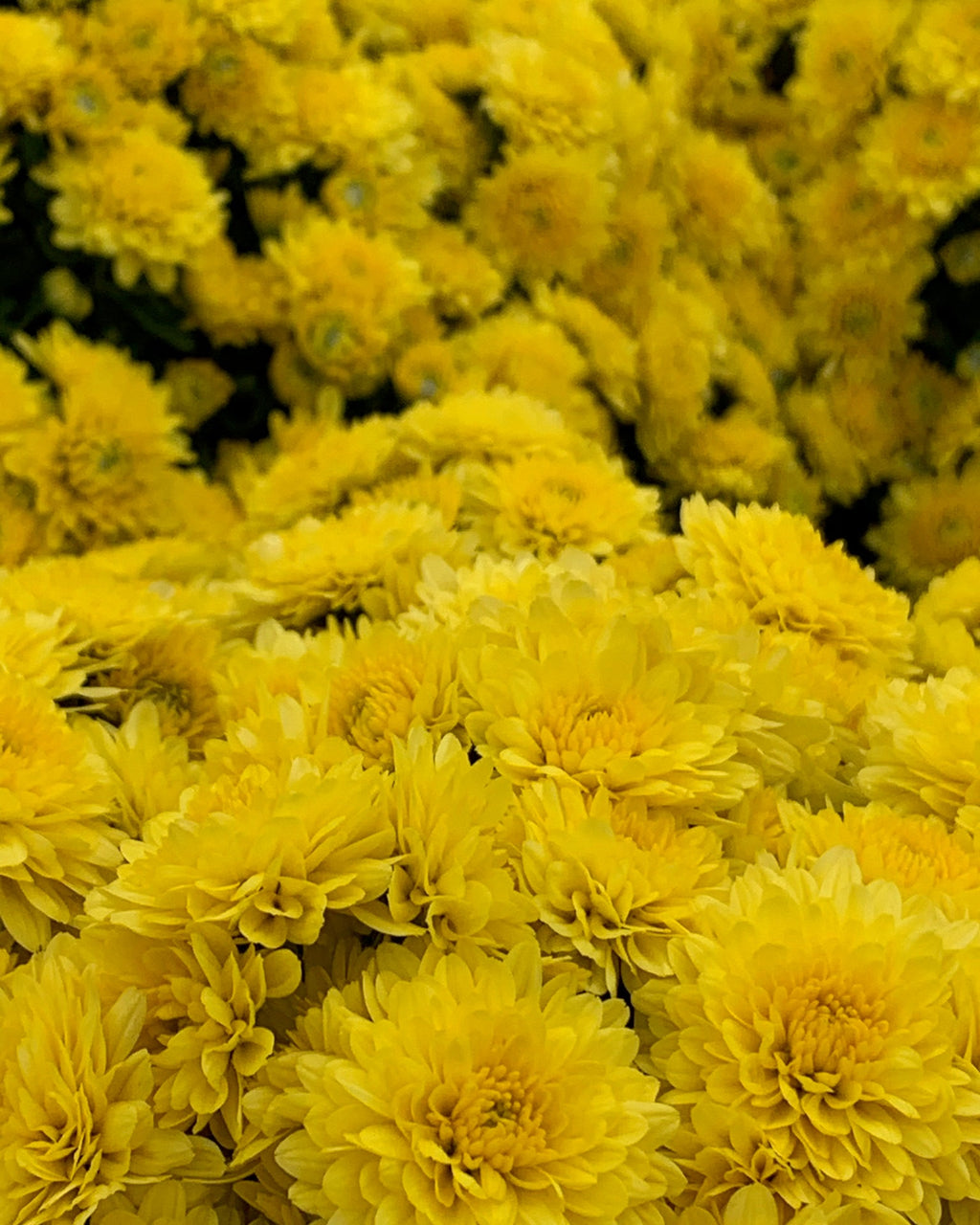 Spooky Mums