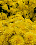 Spooky Mums