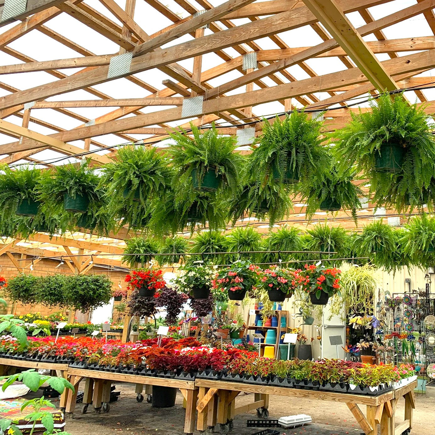 Boston Fern Hanging Basket