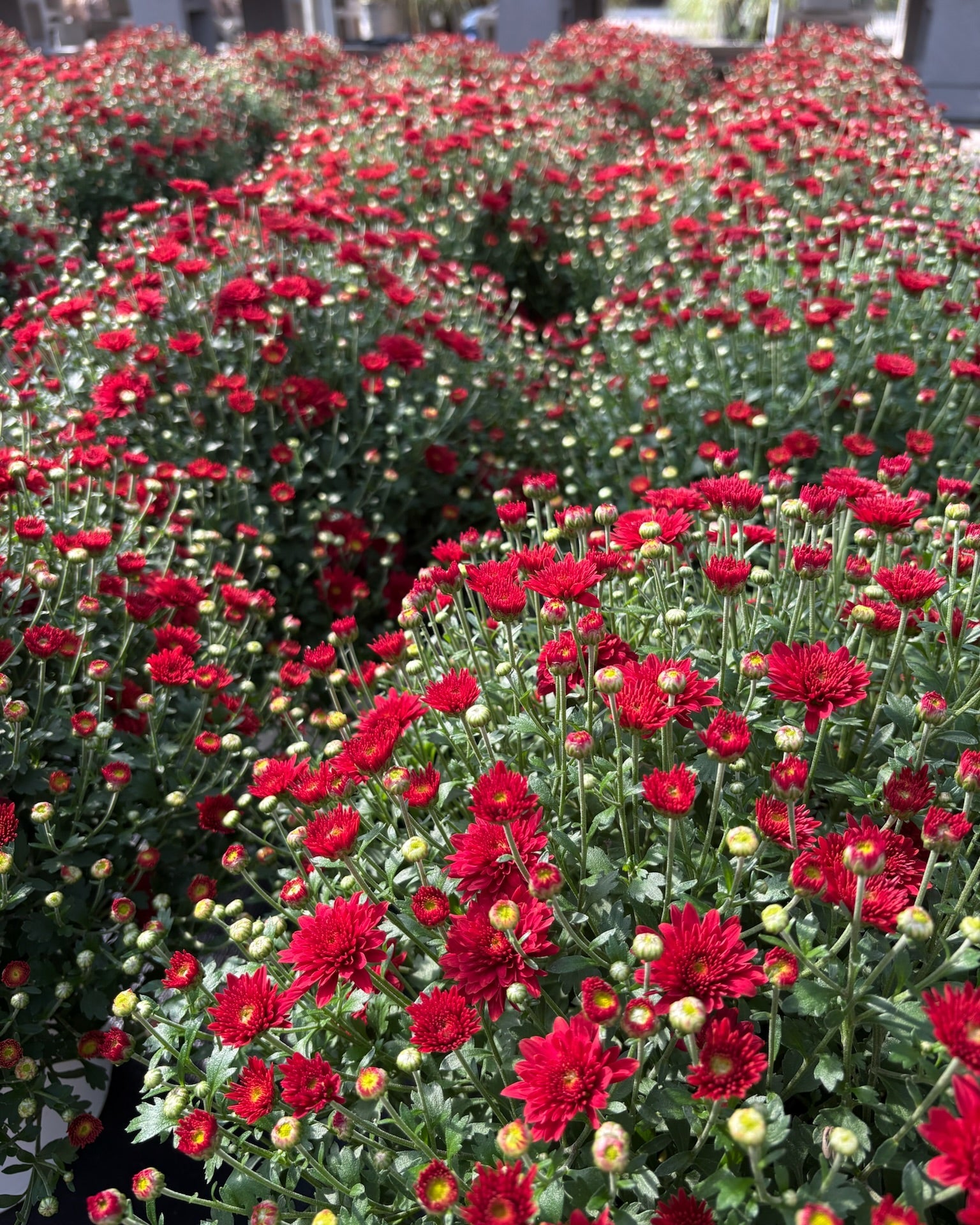 Spooky Mums