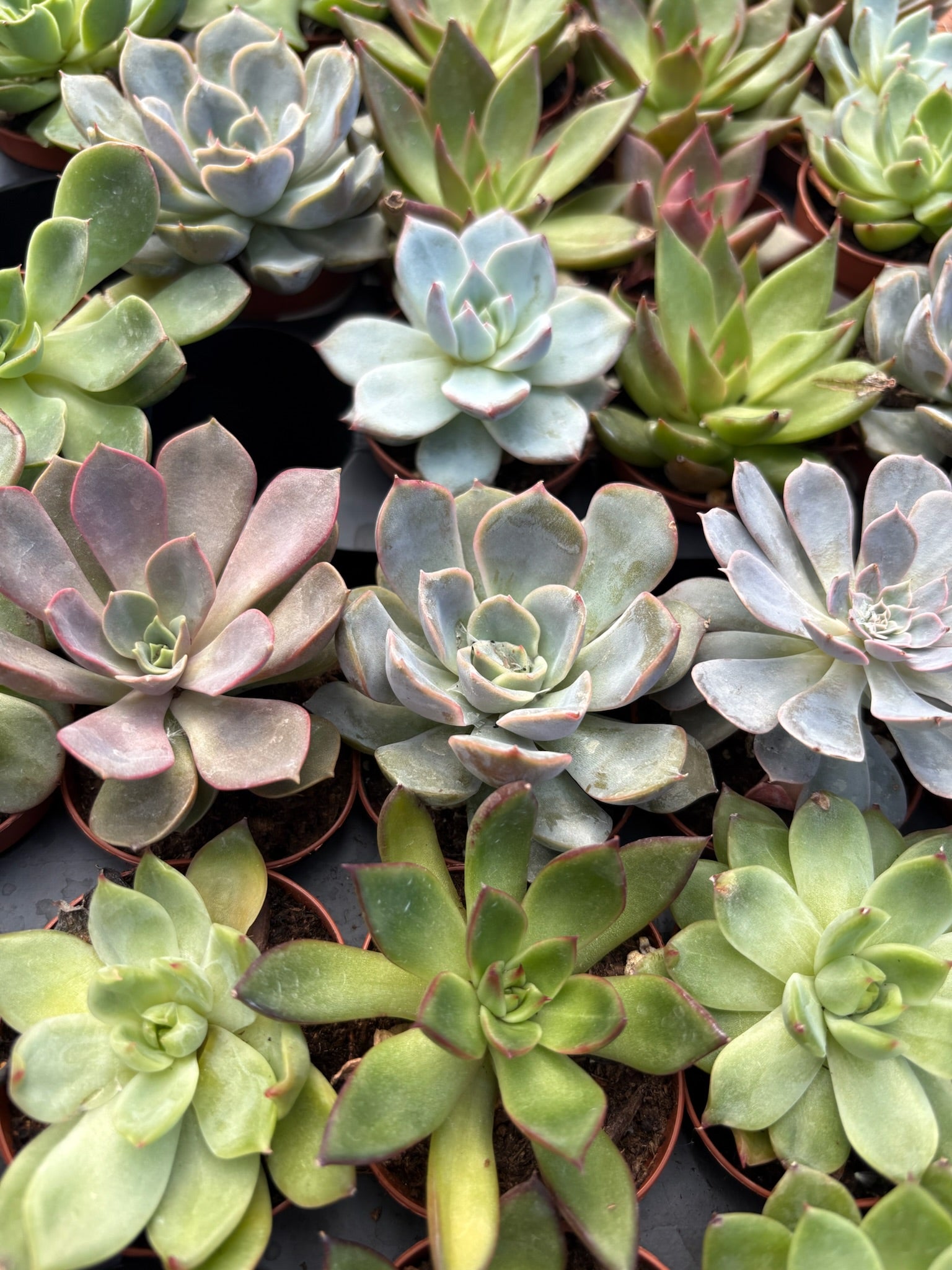 Build Your Own Succulent/Cacti Container Workshop