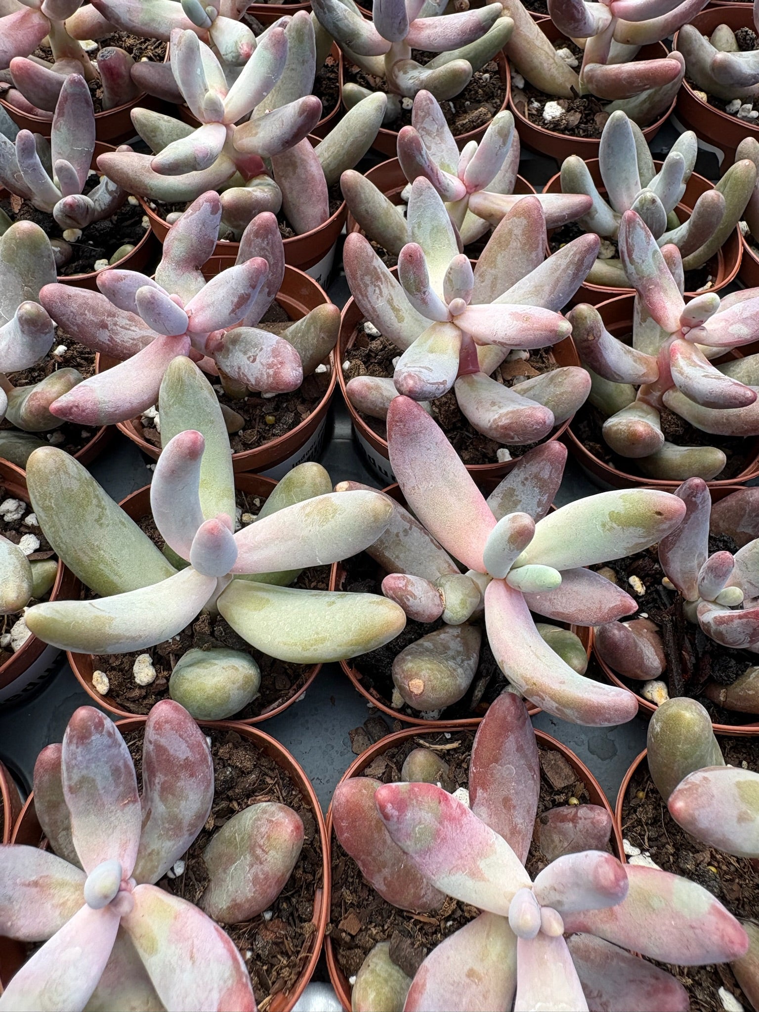 Build Your Own Succulent/Cacti Container Workshop