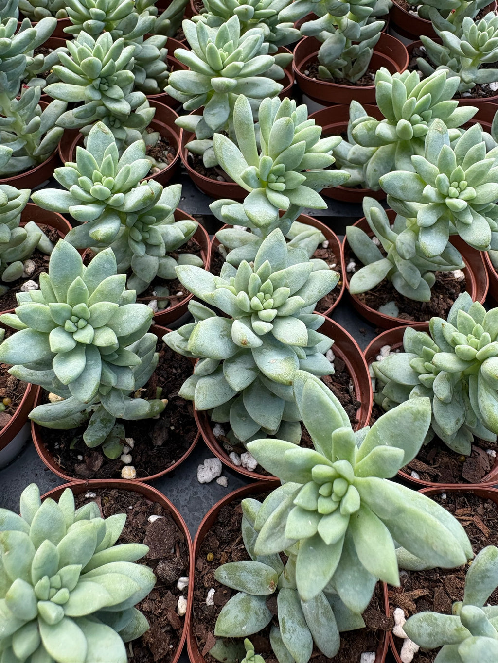 Build Your Own Succulent/Cacti Container Workshop