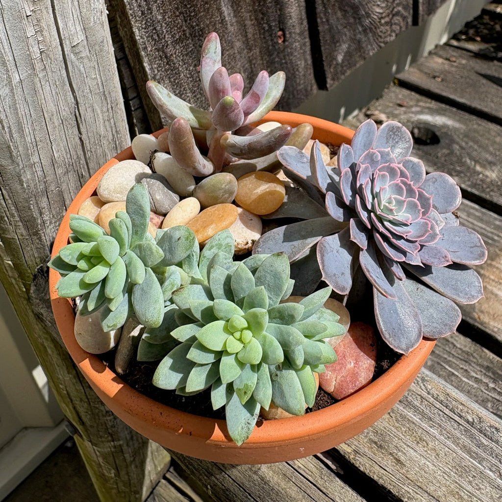 Build Your Own Succulent/Cacti Container Workshop
