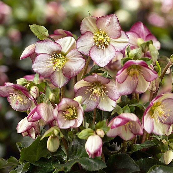 HGC® Ice Breaker® Bonny Hellebore