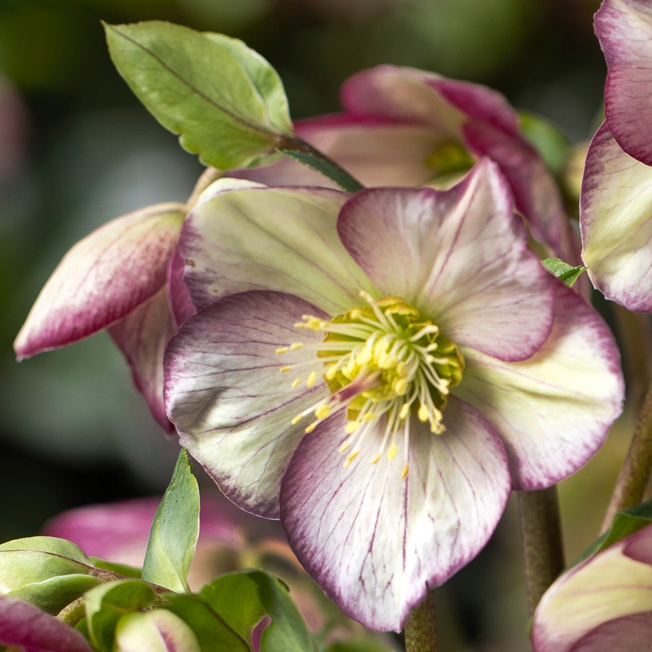 HGC® Ice Breaker® Bonny Hellebore