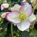 HGC® Ice Breaker® Bonny Hellebore