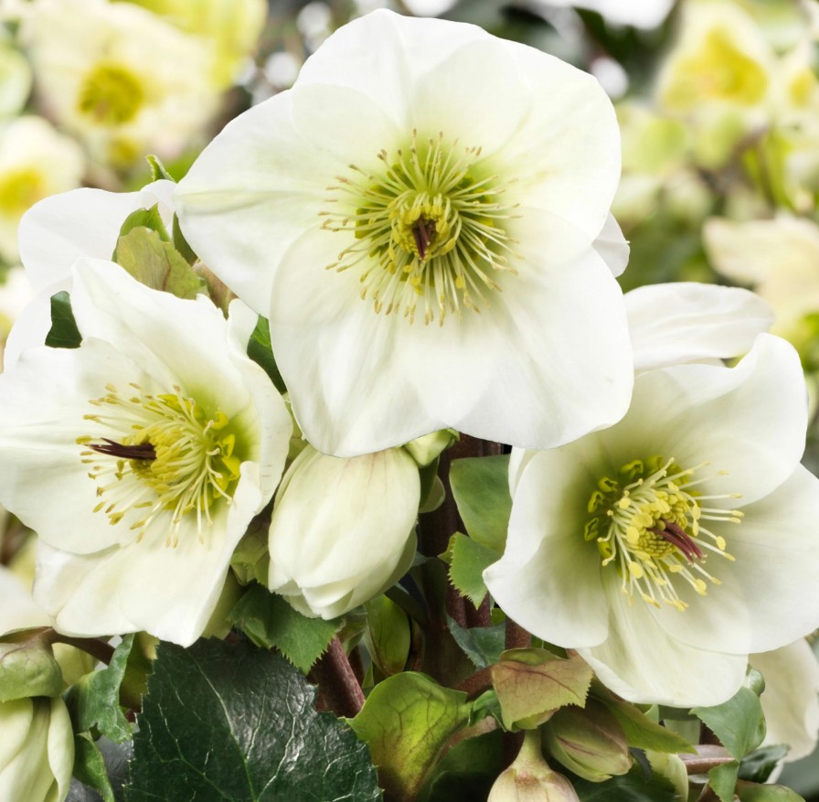HGC® Ice N' Roses® White Hellebore