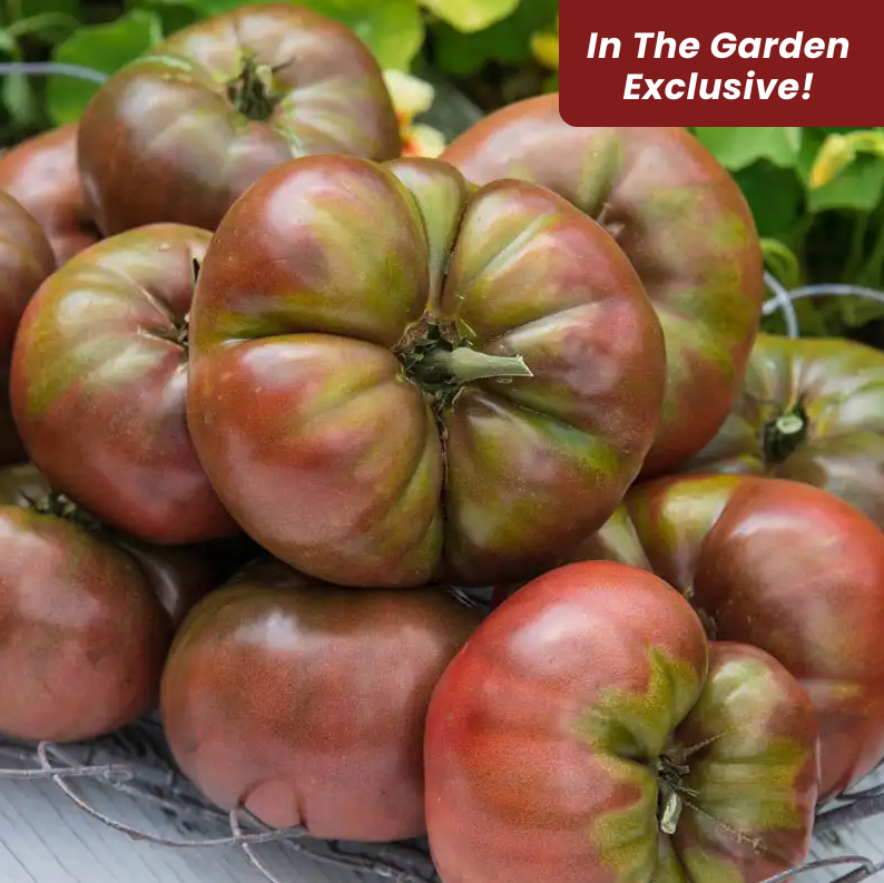 John's Improved Cherokee Purple Tomato