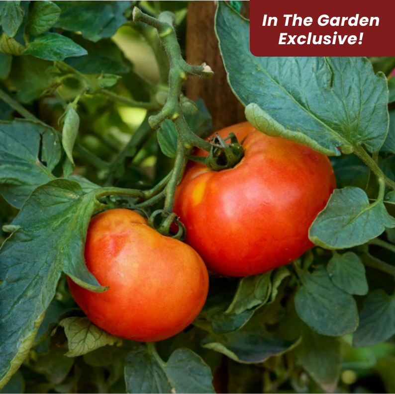 Grandma Harrison's Early Bird Tomato