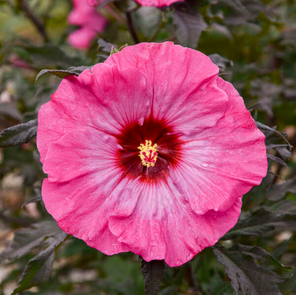Inner Glow Hardy Hibiscus
