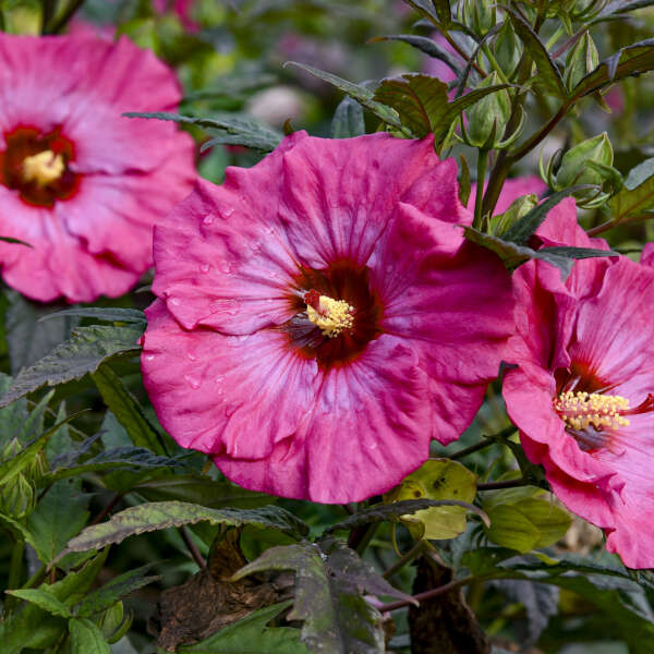 Inner Glow Hardy Hibiscus