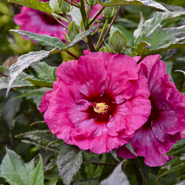 Inner Glow Hardy Hibiscus