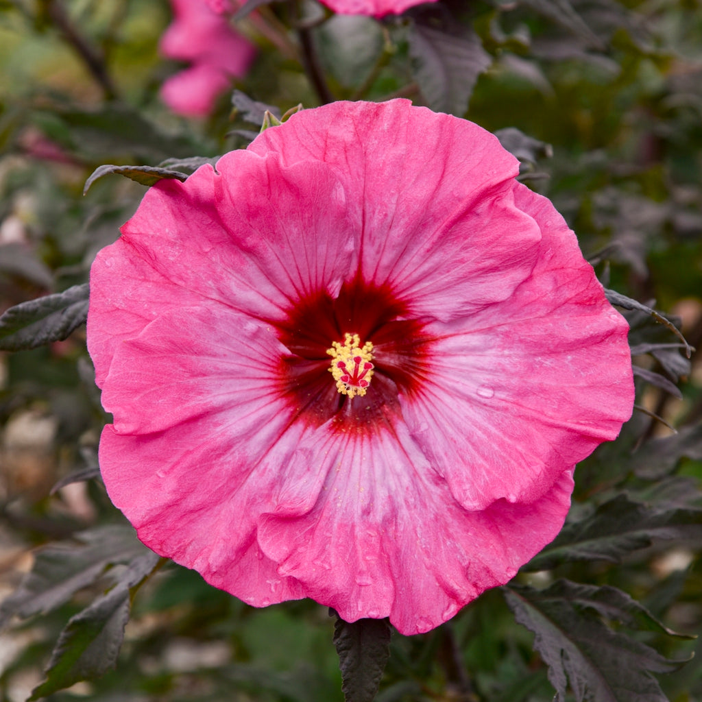 Inner Glow Hardy Hibiscus
