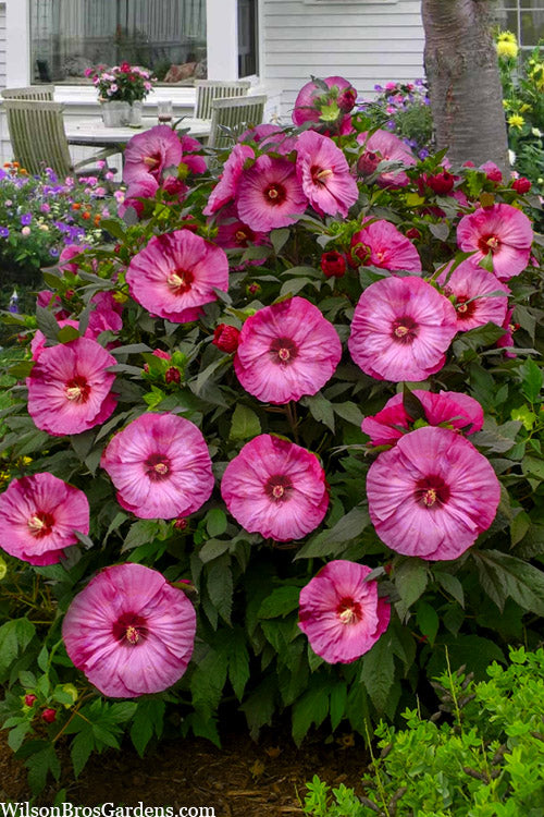 Inner Glow Hardy Hibiscus