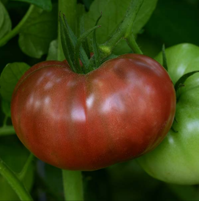 John's Improved Cherokee Purple Tomato