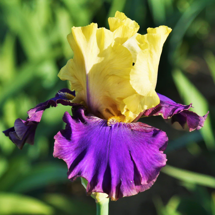 Yellow and purple iris flower with green blurred background