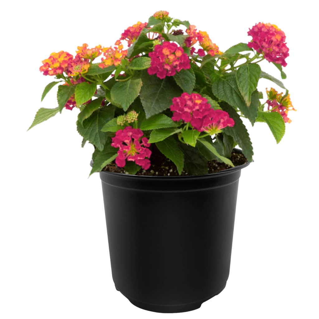 Lucky™ Sunrise Rose Lantana