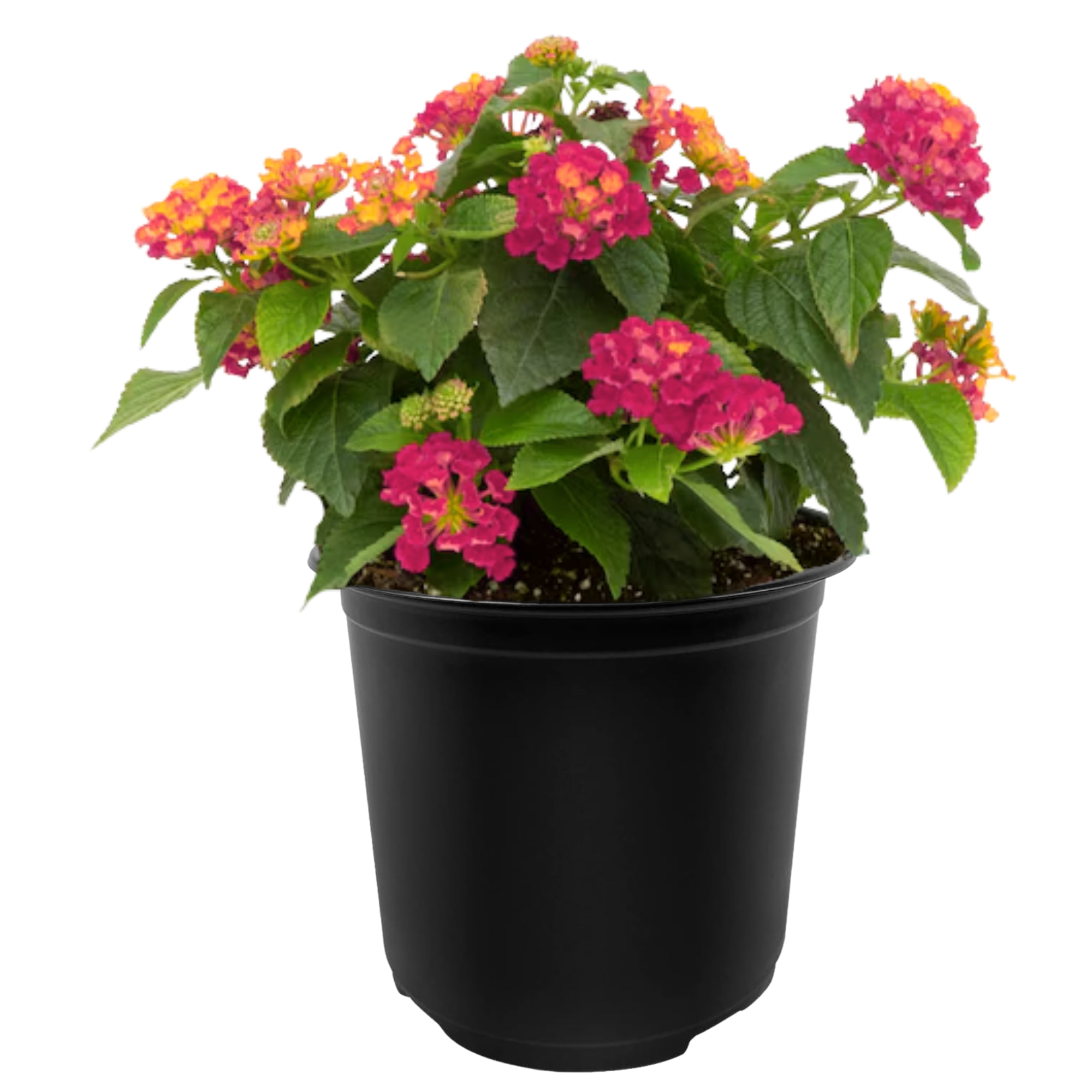 Lucky™ Sunrise Rose Lantana
