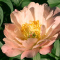 King's Day Peony
